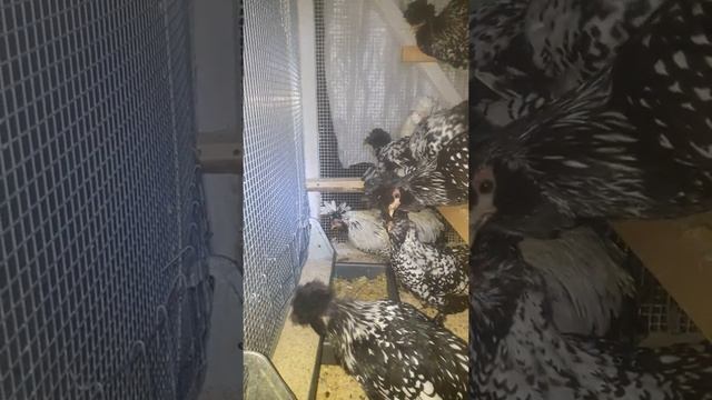 Павловские куры серебро смотреть онлайн