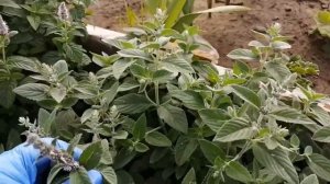 3 новых сорта мяты - от Натальи Ромашки