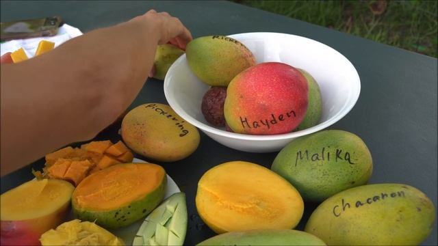 Обзор сортов Манго/Mango Varieties Overview