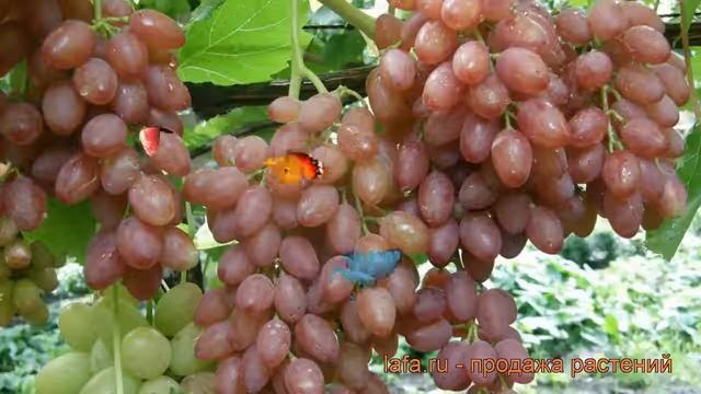 Виноград плодовый Кишмиш лучистый (vitis) ? обзор: как сажать, рассада винограда Кишмиш лучистый смотреть онлайн