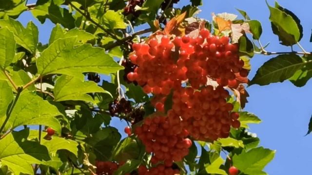 20 сентября народный праздник Луков день. Народные приметы и традиции. Правила и запреты. смотреть онлайн