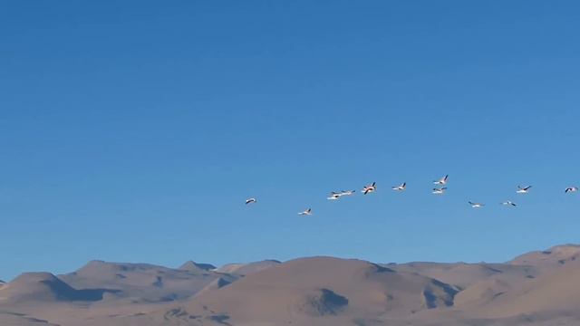 Laguna Colorada, Bolivia