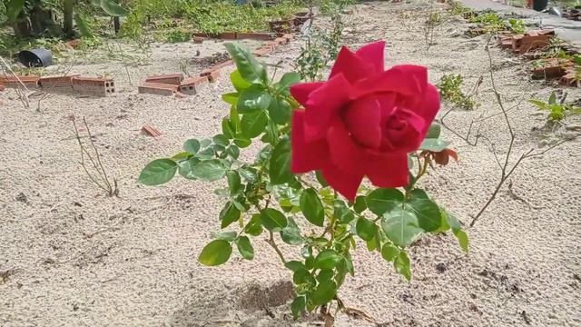 Republic de Montmartre rose смотреть онлайн