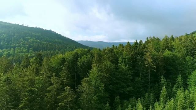 Завораживающая музыка, пробирает до мурашек _Egzod & Maestro Chives - Royalty (ft. Neoni)_