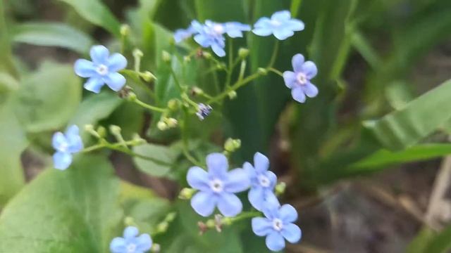 Голубая БРУННЕРА (видео цветение 2020) смотреть онлайн