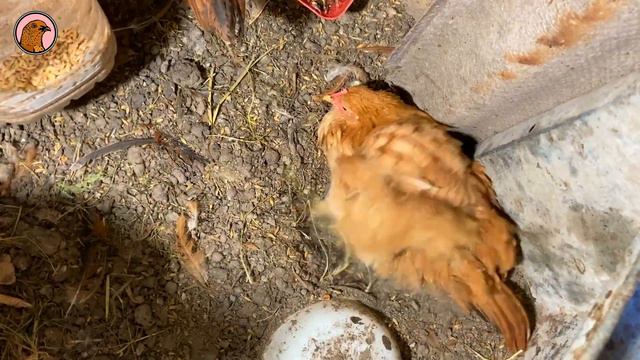 МОЯ ИНКУБАТОРНАЯ 🐔 КУРЯТНИК смотреть онлайн