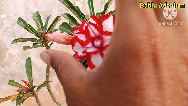 Adenium Lovers @babluadenium#adenium#garden #plants смотреть онлайн
