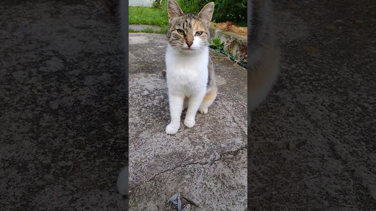Ничего не знаю, не было ни какой птички  #кошка #птичка #охота #дача #cat #straycats