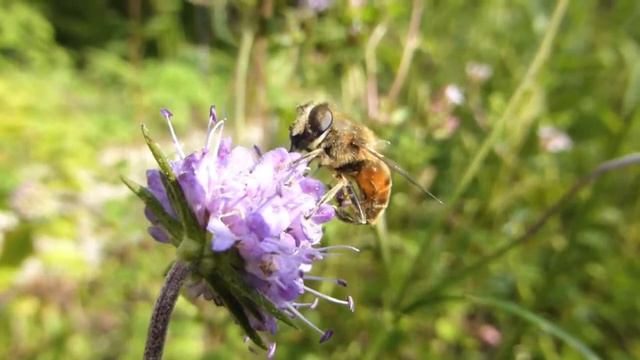 Devil's bit Scabious, Verbena Bonariensis and Anisodontea Capensis смотреть онлайн