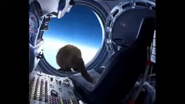 Cat jumps to space. смотреть онлайн