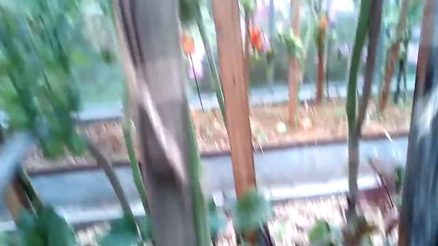 Обзор томата "Вишня желтая" смотреть онлайн