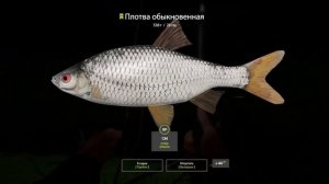 РР4 оз. Комариное -Густера на маховое удилище!