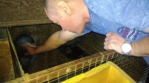 ЧЕМ КОРМИТЬ КОРМЯЩИХ КРОЛЬЧИХ?!!!