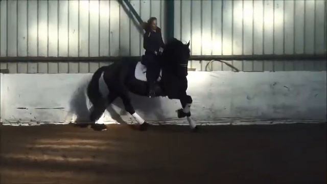 Lucaz SPORT stallion of 2011i s training flying changes. смотреть онлайн