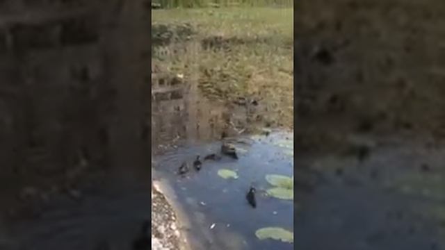 Семья диких уток