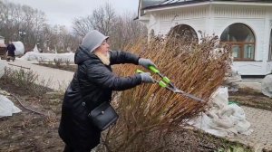 Обрезка ивы "Хакуро Нишики"
