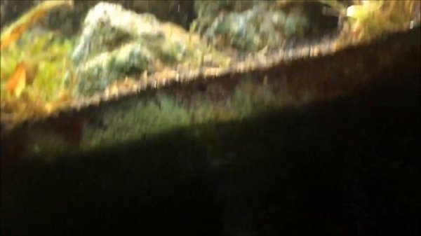 High Plateau with Cabomba Furcata, Limnophila aromatica 'hippuroides' , Cabomba Carolina