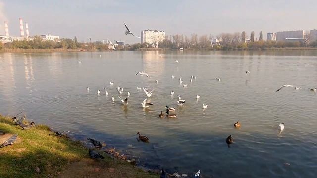 Краснодар - парк Солнечный остров! смотреть онлайн