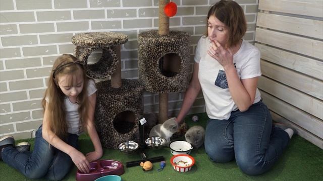 Как выбрать миску для кота ☘ смотреть онлайн