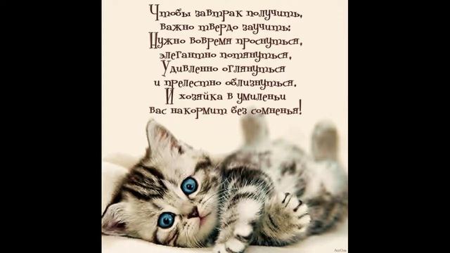Лютые стихи про КОТОВ смотреть онлайн