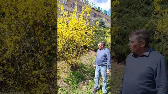 Форзиция в Ботаническом саду Ростов-на-Дону смотреть онлайн