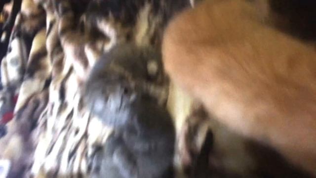 Шотландские вислоухие котята 1,5 недели начинают играть / маленькие вислоухие дети смотреть онлайн