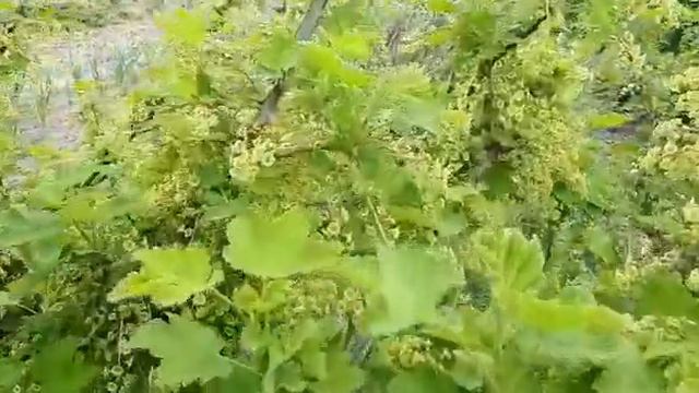 Мегаурожайность! Глазливым не смотреть! смотреть онлайн