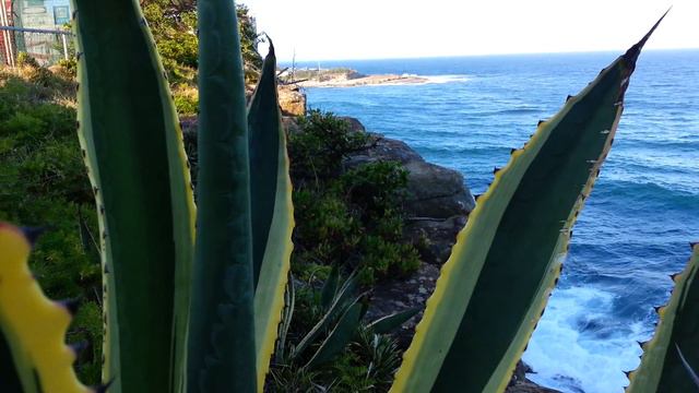 Agave Americana Marginata Variegata Gold - Variegated century plant HD 04 смотреть онлайн