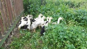 Строим загон для уток и гусей.