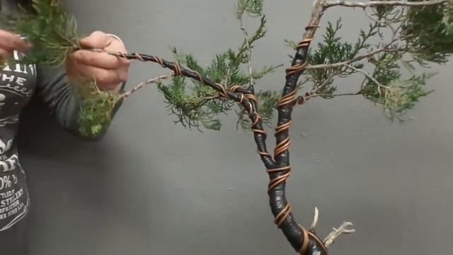 Elsa Boudouri - Cupressus sempervirens "Mission & Legends" Bonsai Styling Video Contest - Part 1 смотреть онлайн