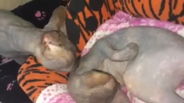 Брачные игры Сфинксов смотреть онлайн