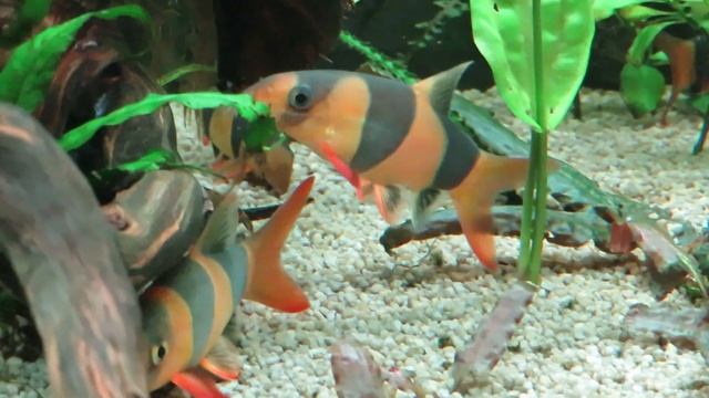 Рыбка боция-клоун смотреть онлайн