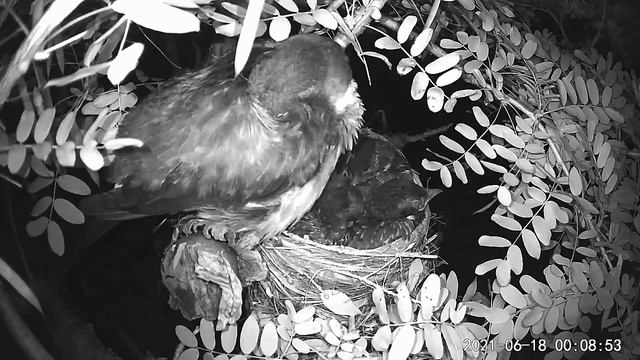 2021 June 18 Night vision camera. Mama robin guard over the nest while her chicks sleep. 12-days ol смотреть онлайн