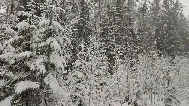 Снежный лес Kilingi-Nõmme, День рождение Димы смотреть онлайн
