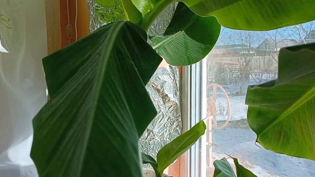 Бананы ? на Подоконнике :-)) Выращивание Бананов Дома ? смотреть онлайн