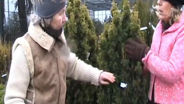 Fastigate Yew Taxus baccata "Fastigiata Aurea" смотреть онлайн
