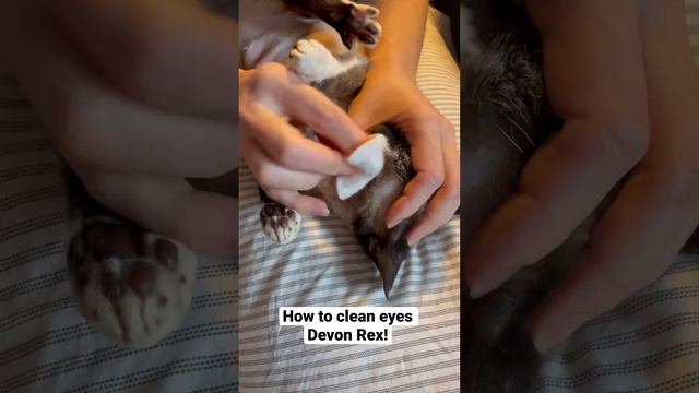 Девон рекс гигиена. Как правильно чистить глаза! How to clean eyes Devon Rex! #cat #devonrex #kitte смотреть онлайн