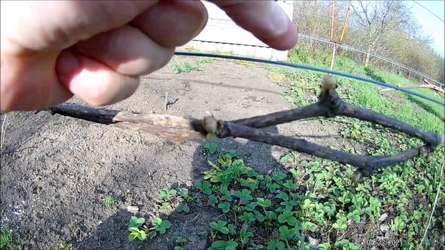 Первое удаление двойников на винограде смотреть онлайн