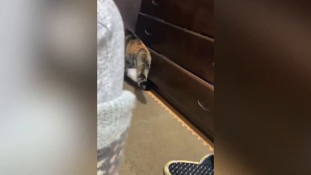 💥😂САМЫЕ СМЕШНЫЕ ВИДЕО С ЖИВОТНЫМИ 😹Приколы с Котами и Собаками 2023 #4 смотреть онлайн