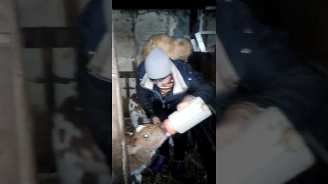 Ясноокий кот-воротник смотреть онлайн