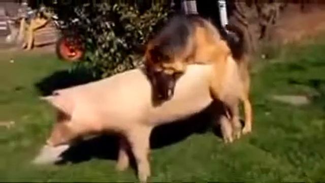 Dog Mating Pig Funnyundefined смотреть онлайн