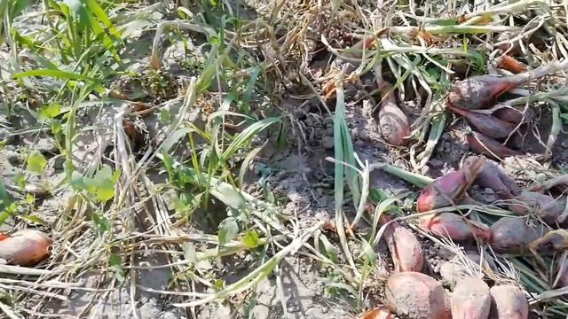 Лук СОРОКОЗУБКА 20 21 г //Вопросы и ответы// # 5# смотреть онлайн