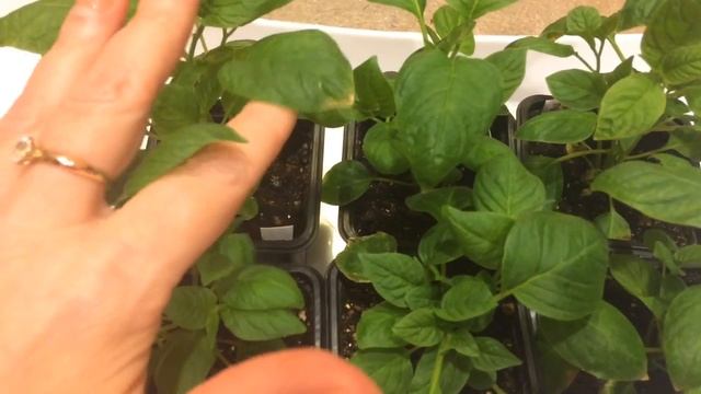 Броваллия 13.03.18 Прищипка броваллии