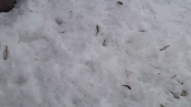 Как рыба зимой дышит смотреть онлайн