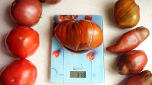 Самый вкусный сорт томатов найден? Томат Беркли Тай Дай Хаат