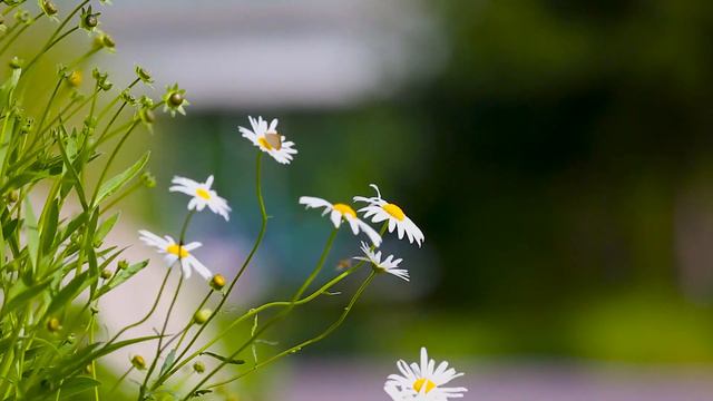 ЮТУБ ЗАБАНИЛ КАНАЛ USA HAPPY EVERY DAY! ЛЕНОЧКУ ЖАЛКО, НЕ ПЕРЕЖИЛА! смотреть онлайн