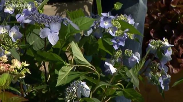 Sommerblüher Hortensien | SWR Kaffee oder Tee смотреть онлайн