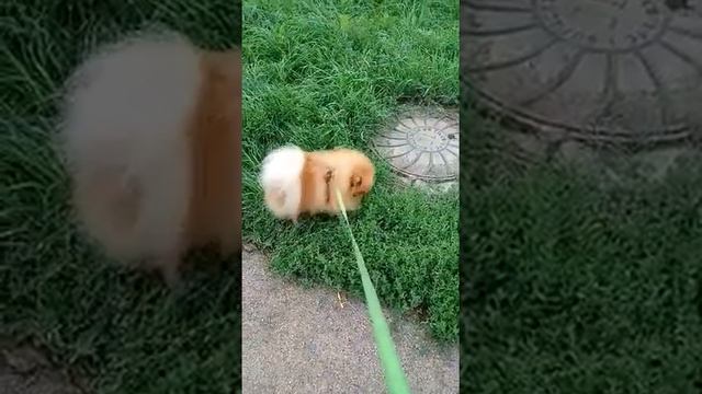 Шпиц Арчи писает на передних лапах ? смотреть онлайн