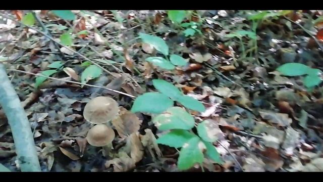 Влог выходного дня.Лес,малина,грибы. смотреть онлайн