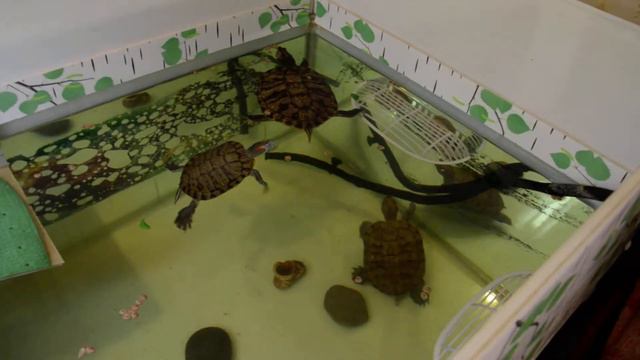 My community of turtles./Мое сообщество черепах./Mi comunidad de tortugas. смотреть онлайн